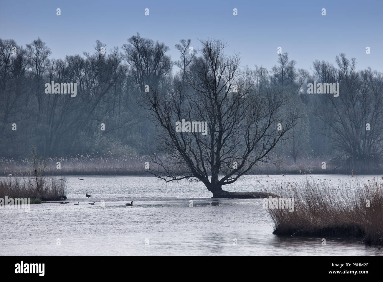 Le zone umide in Olanda, zona paludosa con albero in natura park Foto Stock