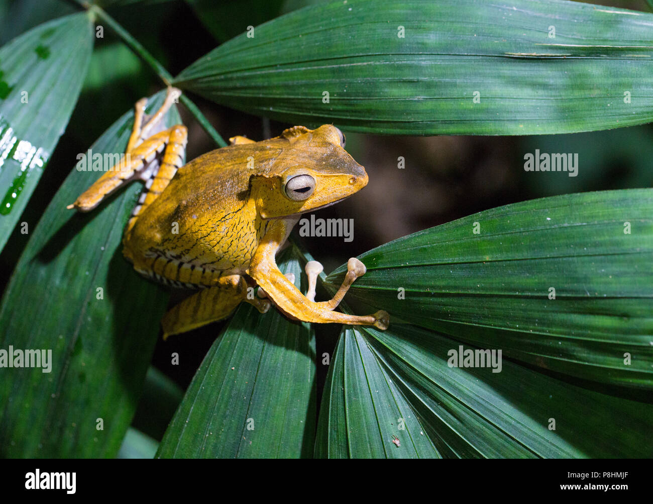 Polypedates otilophus (noto anche come file-eared raganella, Borneo Eared rana o osseo-intitolata Flying Frog), Kubah National Park, Sarawak, Malaysia Foto Stock