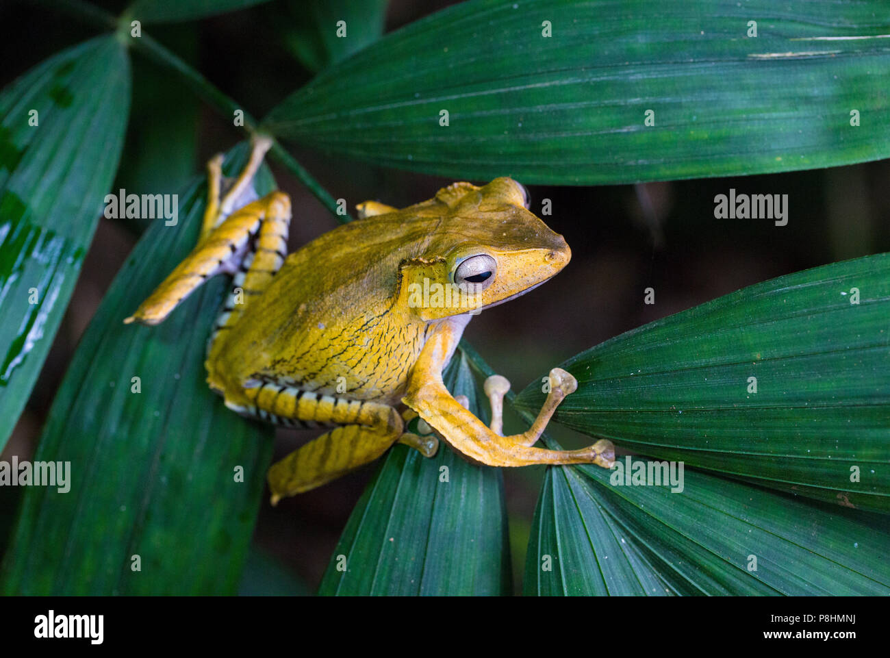Polypedates otilophus (noto anche come file-eared raganella, Borneo Eared rana o osseo-intitolata Flying Frog), Kubah National Park, Sarawak, Malaysia Foto Stock