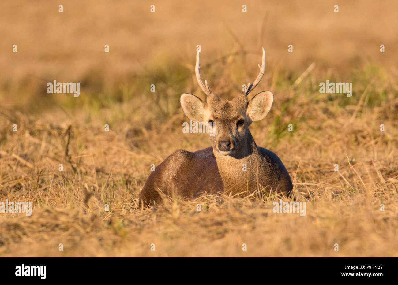 Il Porco cervo (Axis porcinus) in una prateria a Phu Khieo Wildlife Sanctuary, Thailandia Foto Stock