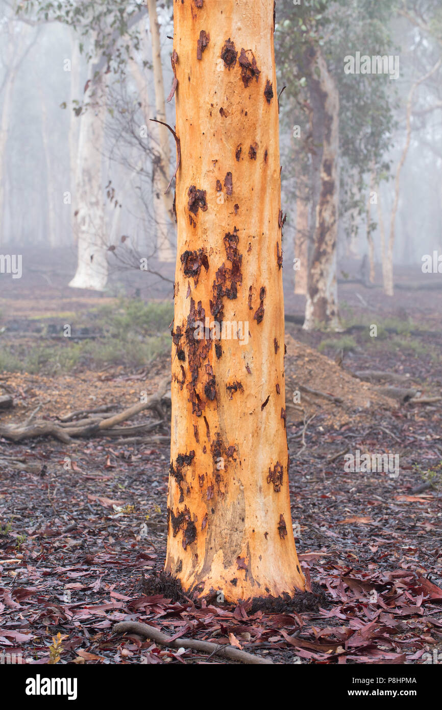 Wandoo eucalipto (Eucalyptus wandoo) in stato di Dryandra foresta, Australia occidentale Foto Stock