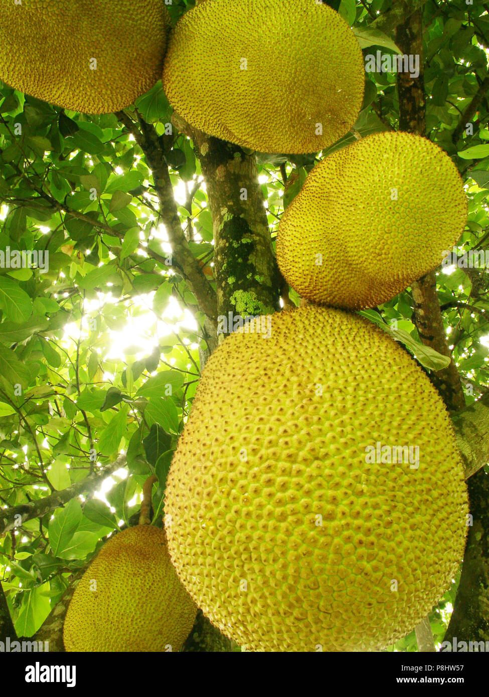 Frutta, Jaca, albero, Linhares, Espirito Santo, Brasile Foto stock - Alamy