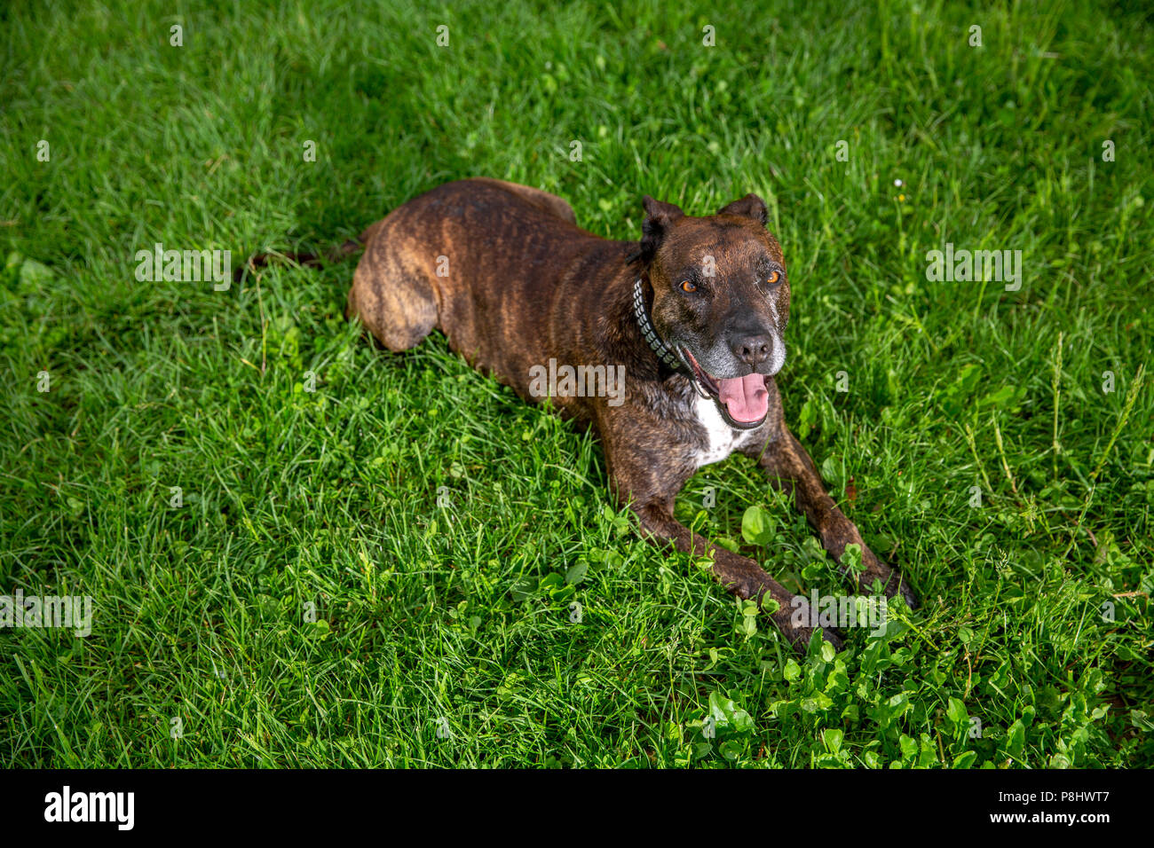 Gentile stafford in posa sul grassfield. Foto Stock
