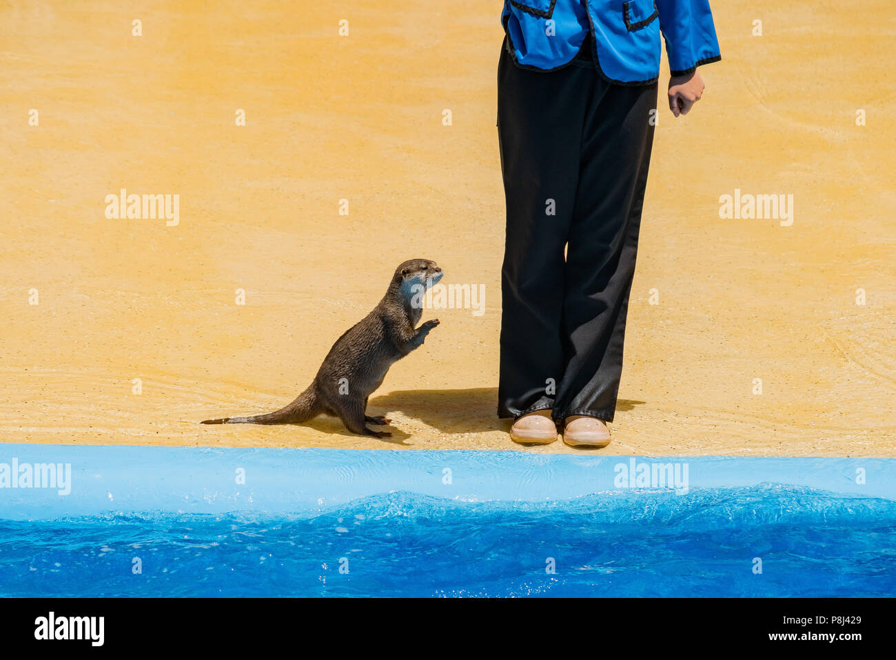 San Diego, giu 27: Sea Lion e Otter Stadium spettacolo al famoso SeaWorld giu 27, 2018 a San Diego, California Foto Stock