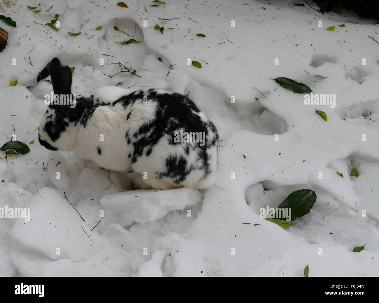 Il coniglio domestico fuori nella neve Foto Stock