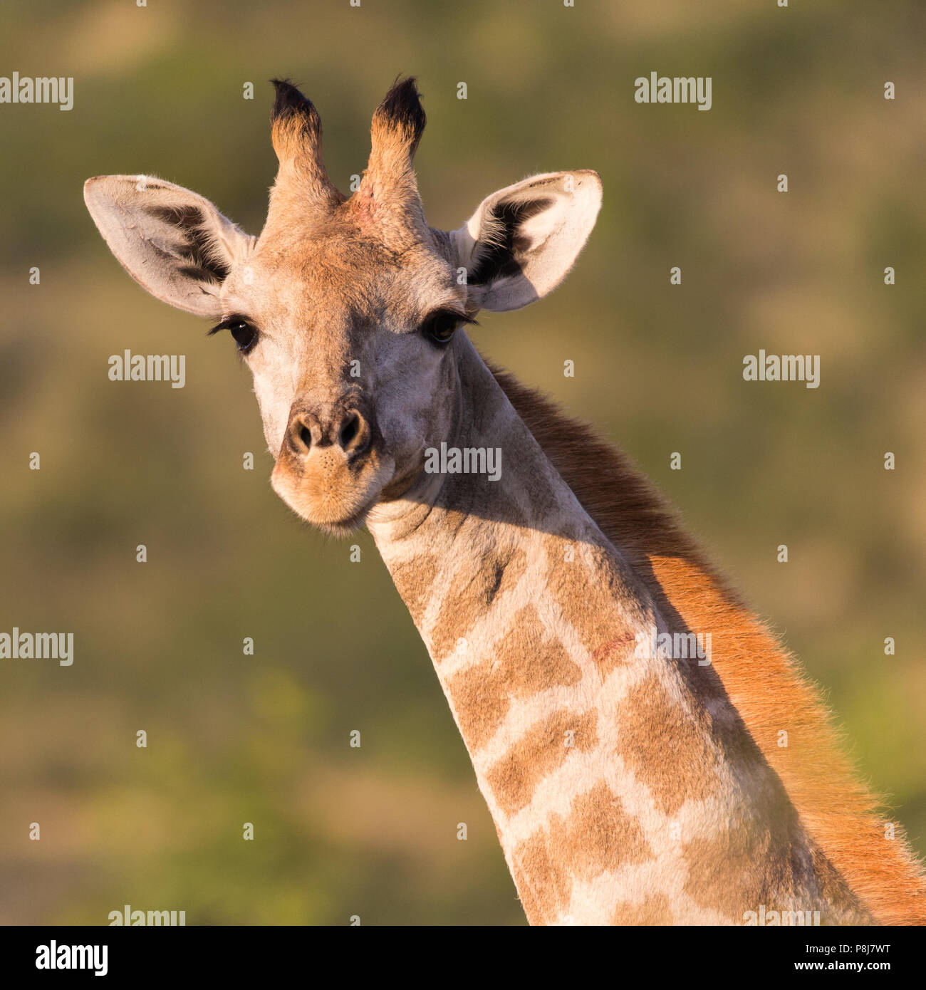 Immagine quadrata di primo piano di testa di adulto sudafricano o Cape Giraffe (G.g.giraffa) guardando la fotocamera Pilanesberg National Park, Sudafrica Foto Stock