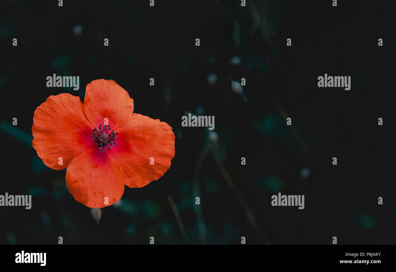 Fiore di papavero, sfondo scuro, stretto Foto Stock