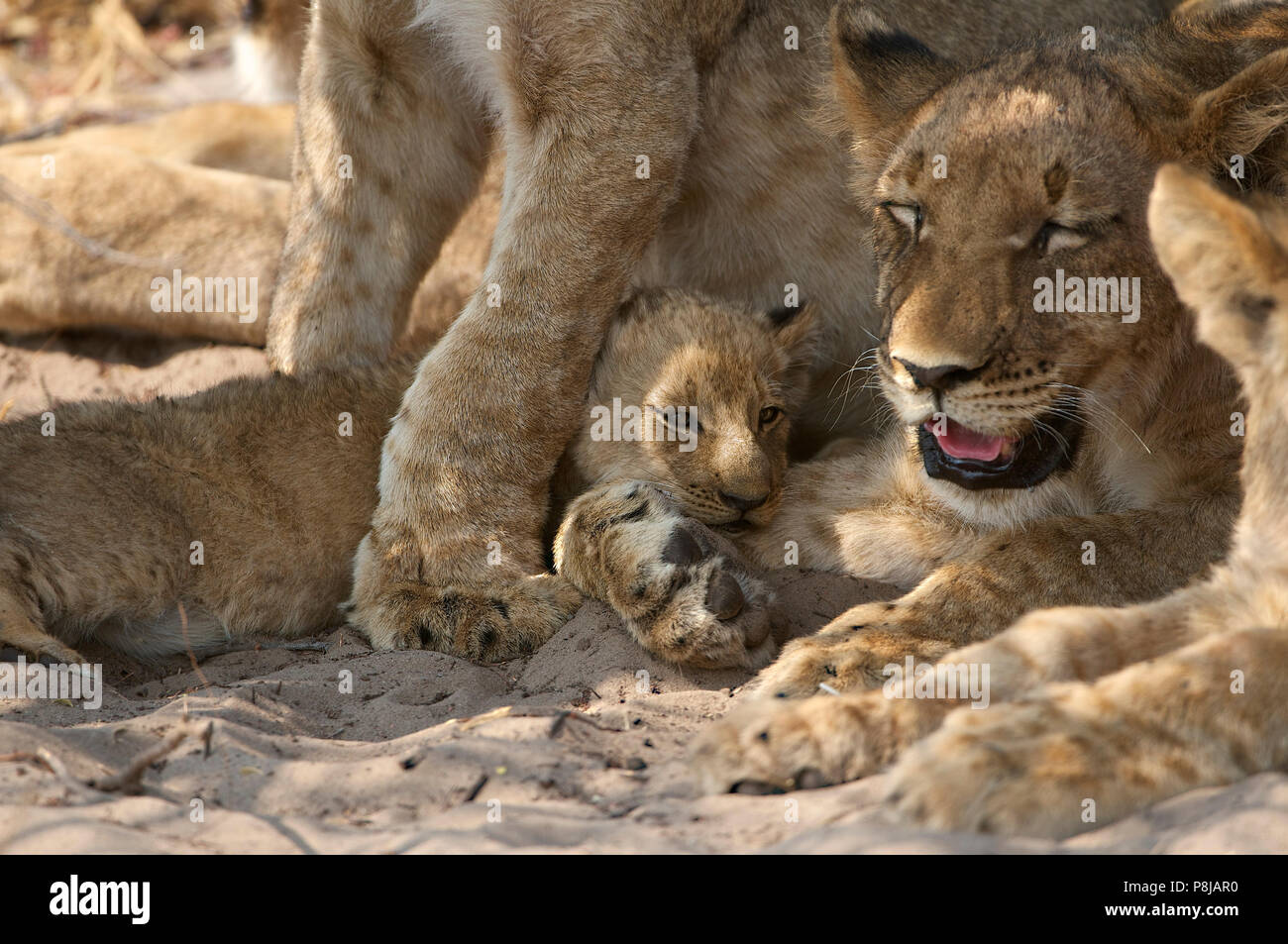 Piccolo cucciolo di leone sonnacchioso con fratelli più anziani che si aprono nel caldo della giornata nella sabbia Foto Stock