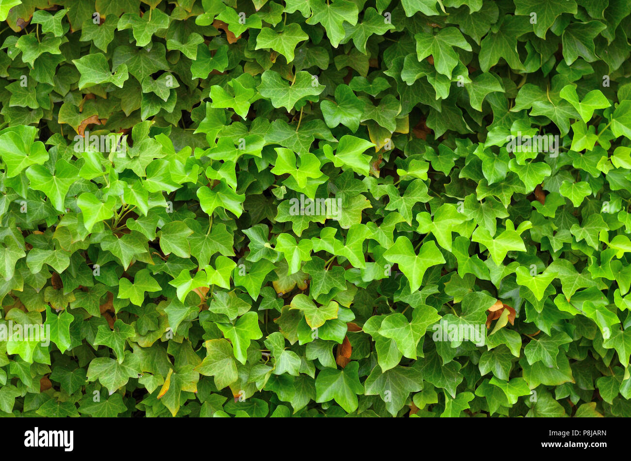 Muro di casa ricoperta di edera Foto Stock