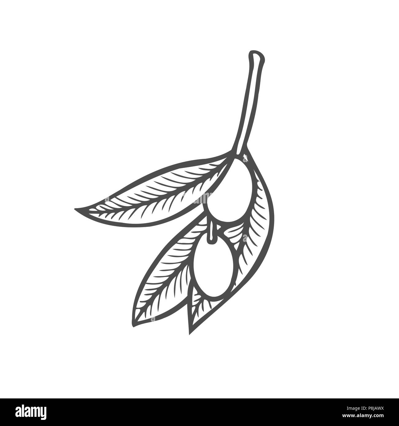 Disegnata a mano illustrazione vettoriale olive branch per l' olio d' oliva etichette, ristorante, prodotti naturali. Perfetto adesivi e distintivi per il tuo business Illustrazione Vettoriale