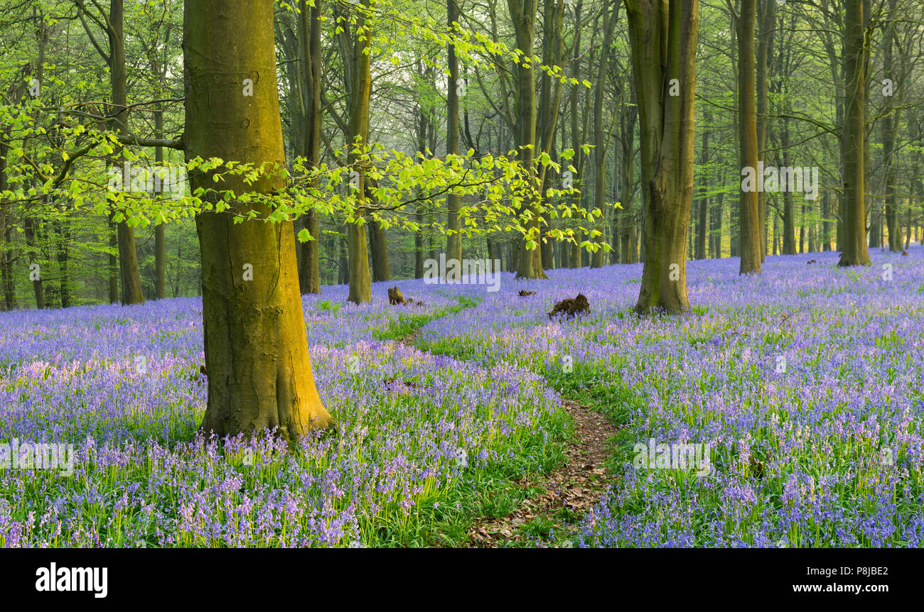 Un avvolgimento percorso attraverso un inglese Bluebell woodland in primavera. Foto Stock