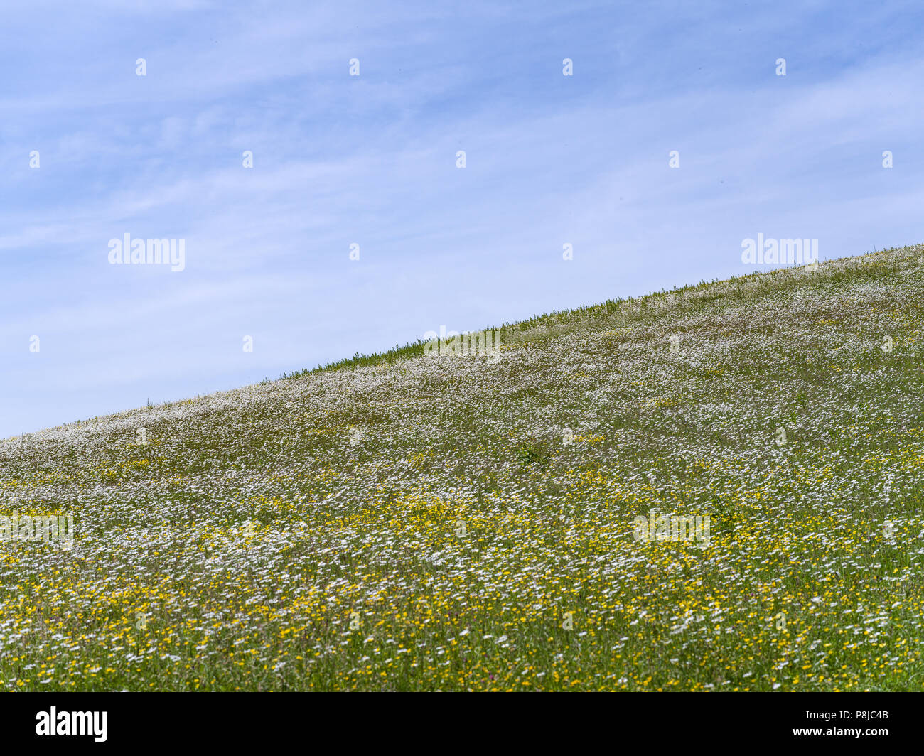 Fiori di campo in Inghilterra con il blu del cielo Foto Stock