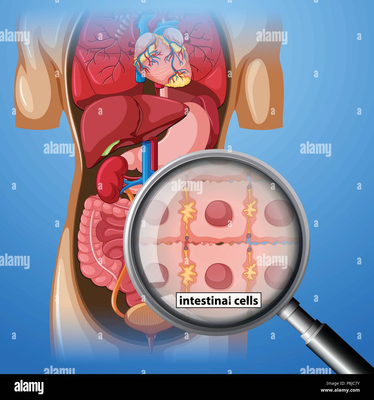 Le cellule intestinali e lente di ingrandimento immagine Illustrazione Vettoriale