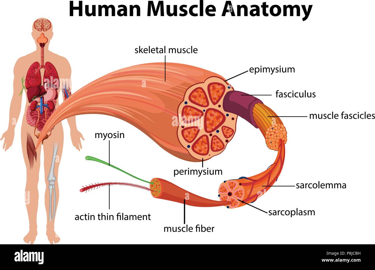 Il muscolo umano schema anatomia illustrazione Illustrazione Vettoriale