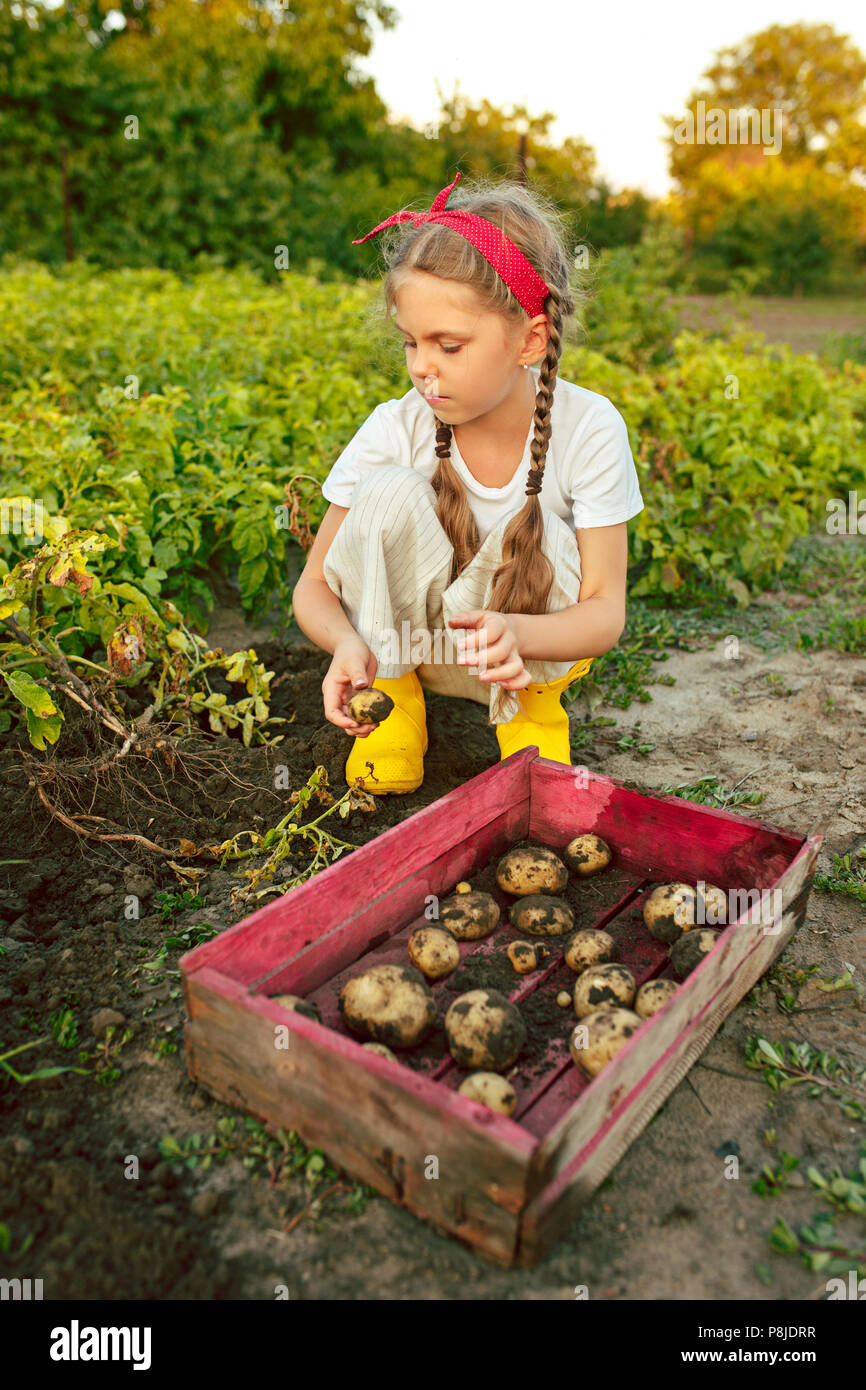 I bambini sul raccolto di patate. Foto Stock
