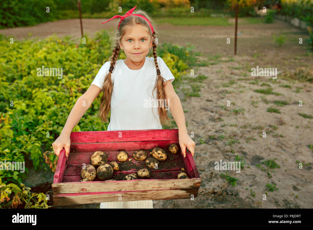 I bambini sul raccolto di patate. Foto Stock