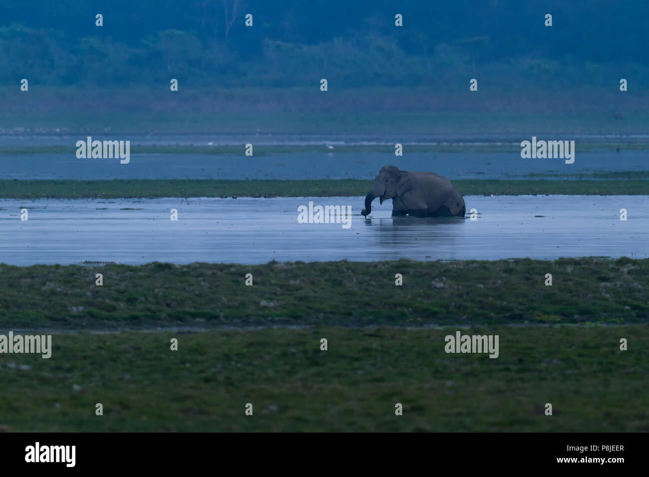 Elefante asiatico o Elephas maximus la balneazione a tarda sera nel Parco Nazionale di Kaziranga Assam India Foto Stock