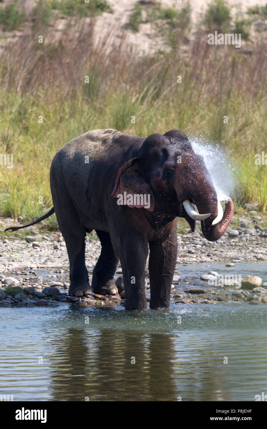 Elefante asiatico o elefante asiatico o Elephas maximus tenendo bagno d'acqua a Jim Corbett National Park in Uttarakhand in India Foto Stock