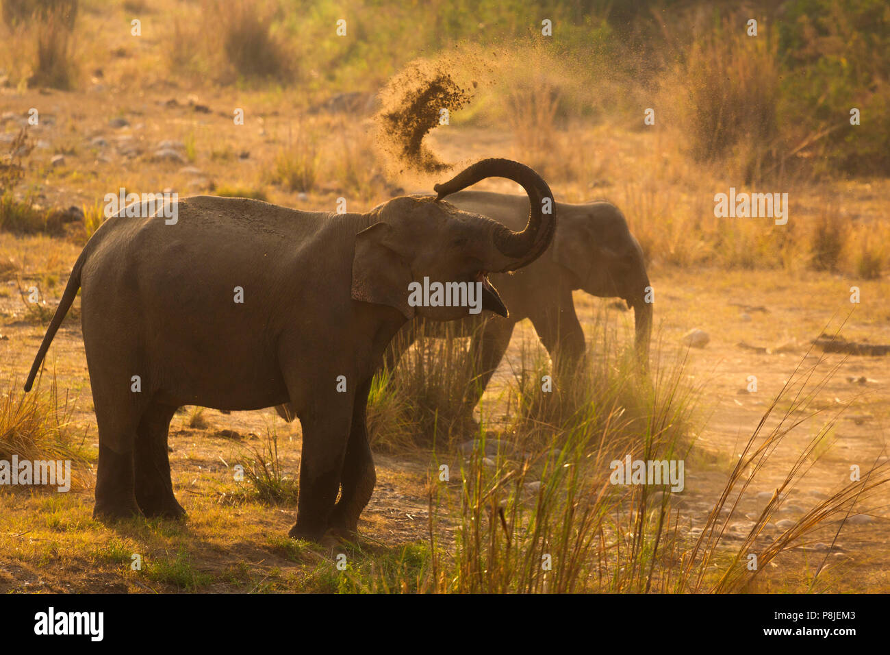 Elefante asiatico o elefante asiatico o Elephas maximus facendo il bagno di fango a Jim Corbett National Park in Uttarakhand in India Foto Stock