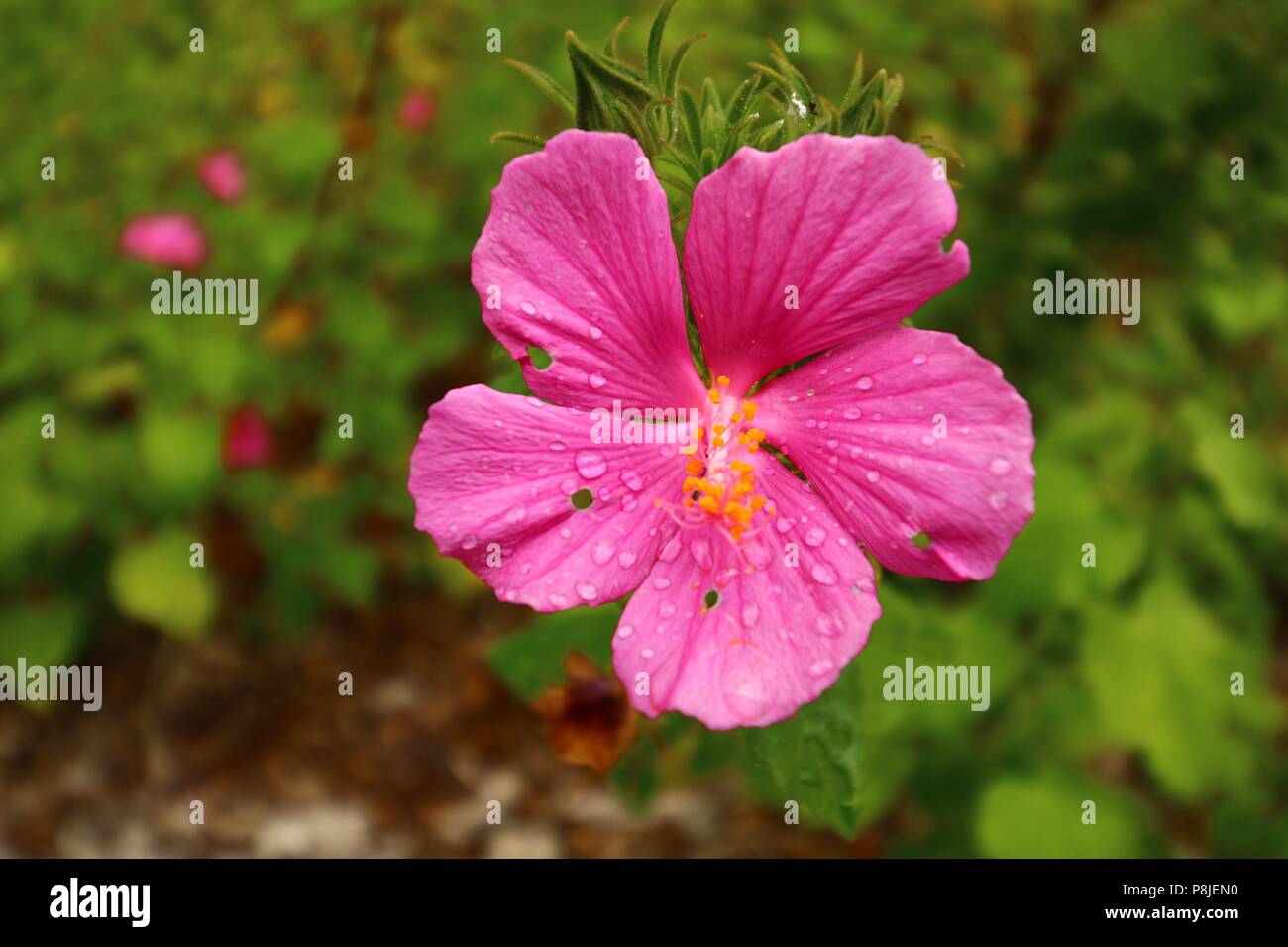 Fiore rosa dopo che ha piovuto Foto Stock