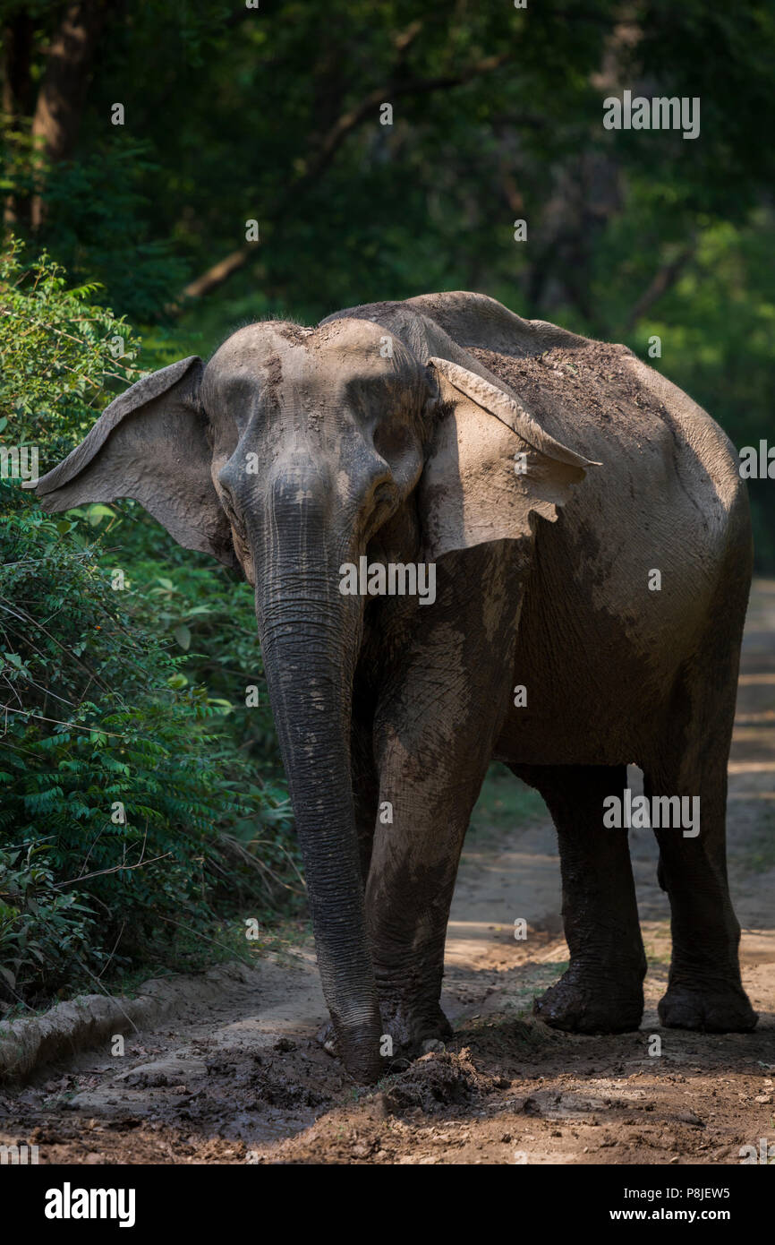 Elefante asiatico o elefante asiatico o Elephas maximus a Jim Corbett National Park in Uttarakhand in India Foto Stock