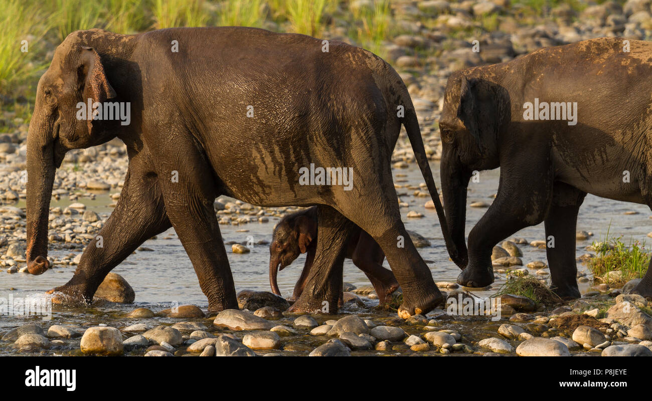 Elefante asiatico o elefante asiatico o Elephas maximus madre e vitello Attraversamento fiume Ramganga a Jim Corbett National Park in Uttarakhand in India Foto Stock