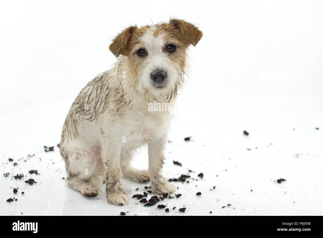 DIRTY Jack Russell cane dopo il gioco in una pozza di fango isolati su sfondo bianco. STUDIO SHOT. Copia dello spazio. Foto Stock