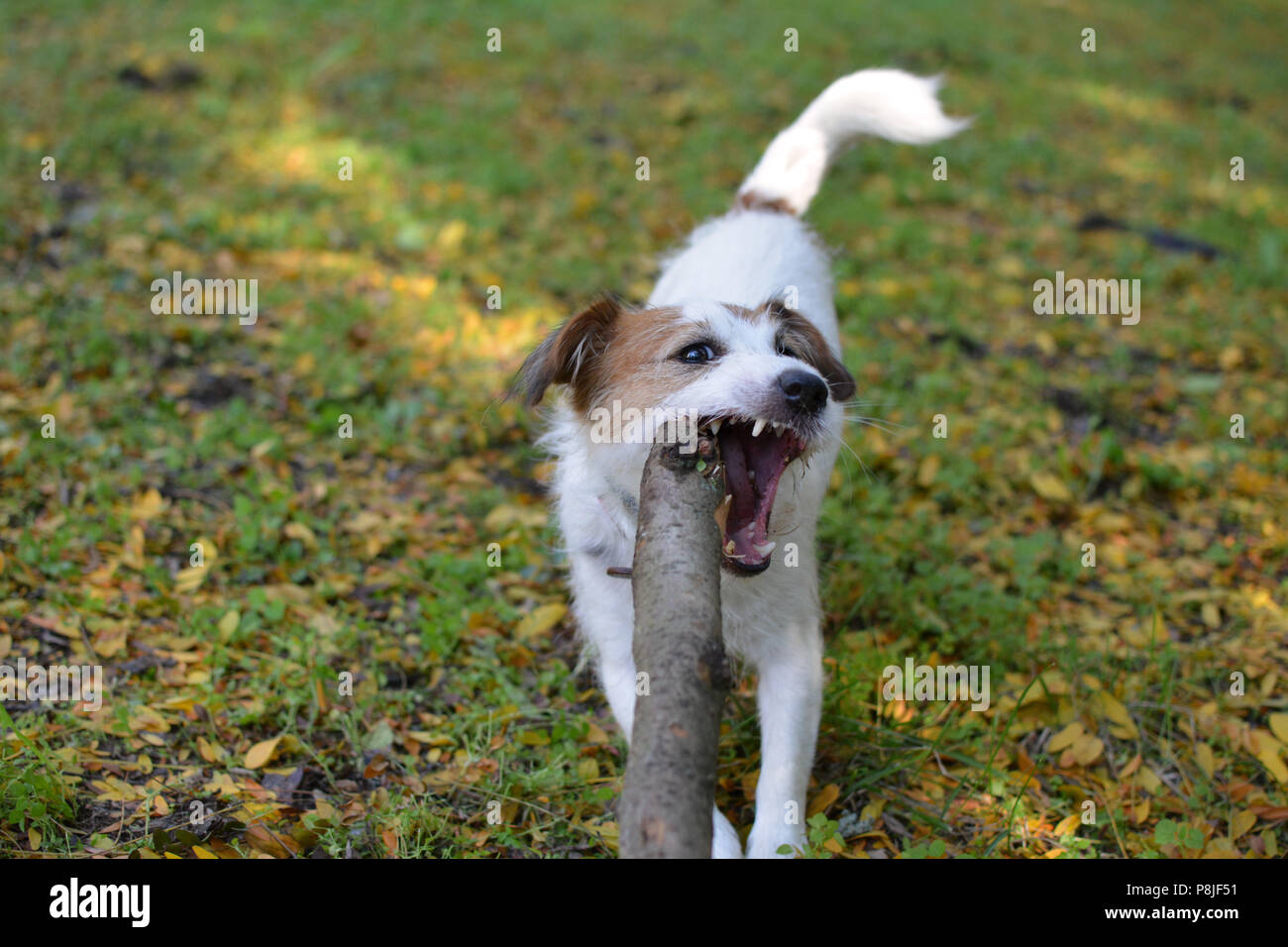 Cane Jack Russell masticare un bastone naturale a foglie di autunno sfondo Foto Stock