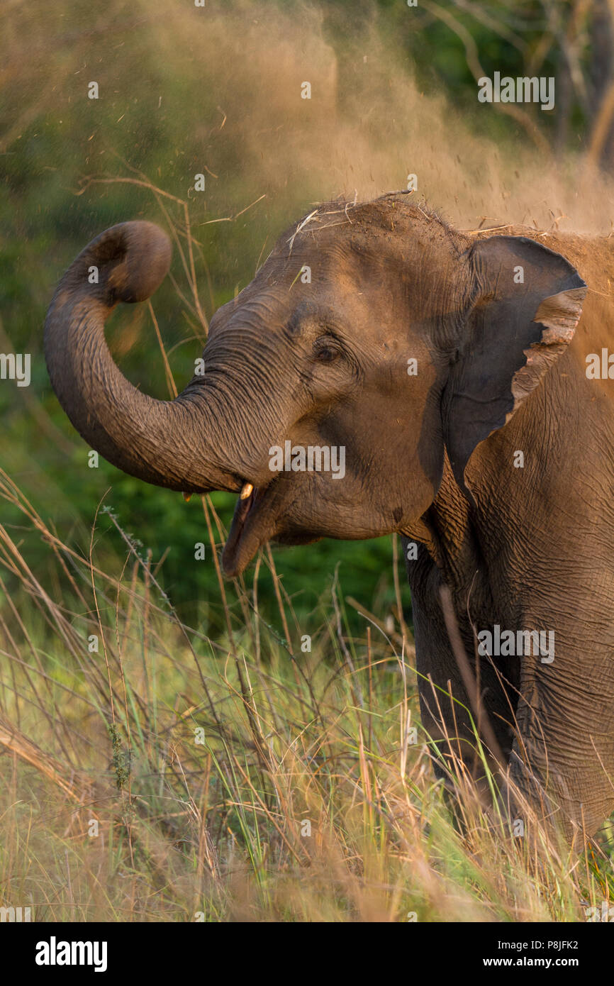 Elefante asiatico o elefante asiatico o Elephas maximus facendo il bagno di fango a Jim Corbett National Park in Uttarakhand in India Foto Stock