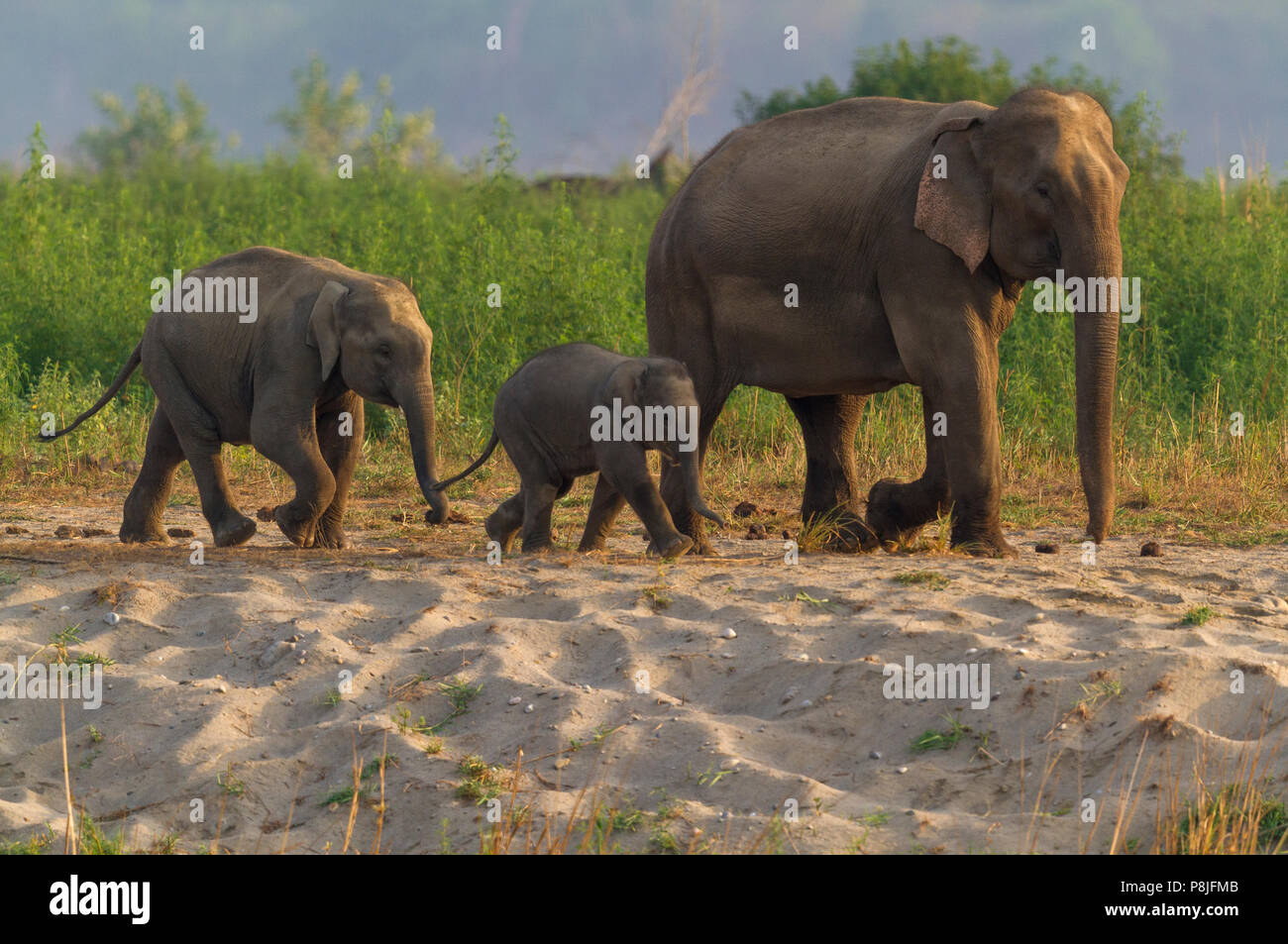Elefante asiatico o elefante asiatico o Elephas maximus famiglia con vitello a Jim Corbett National Park in Uttarakhand in India Foto Stock