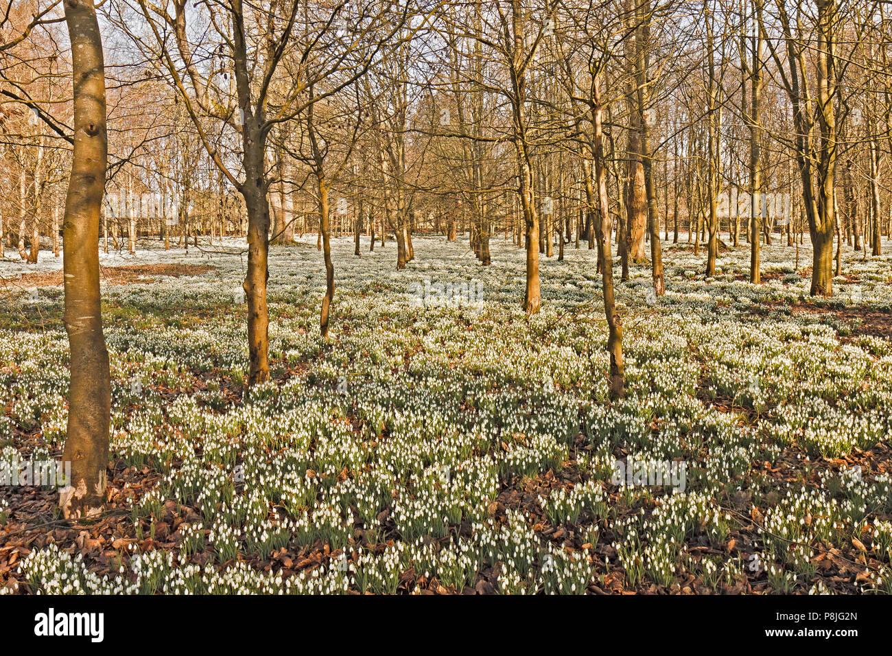 UK Berkshire Welford Park Bucaneve Foto Stock