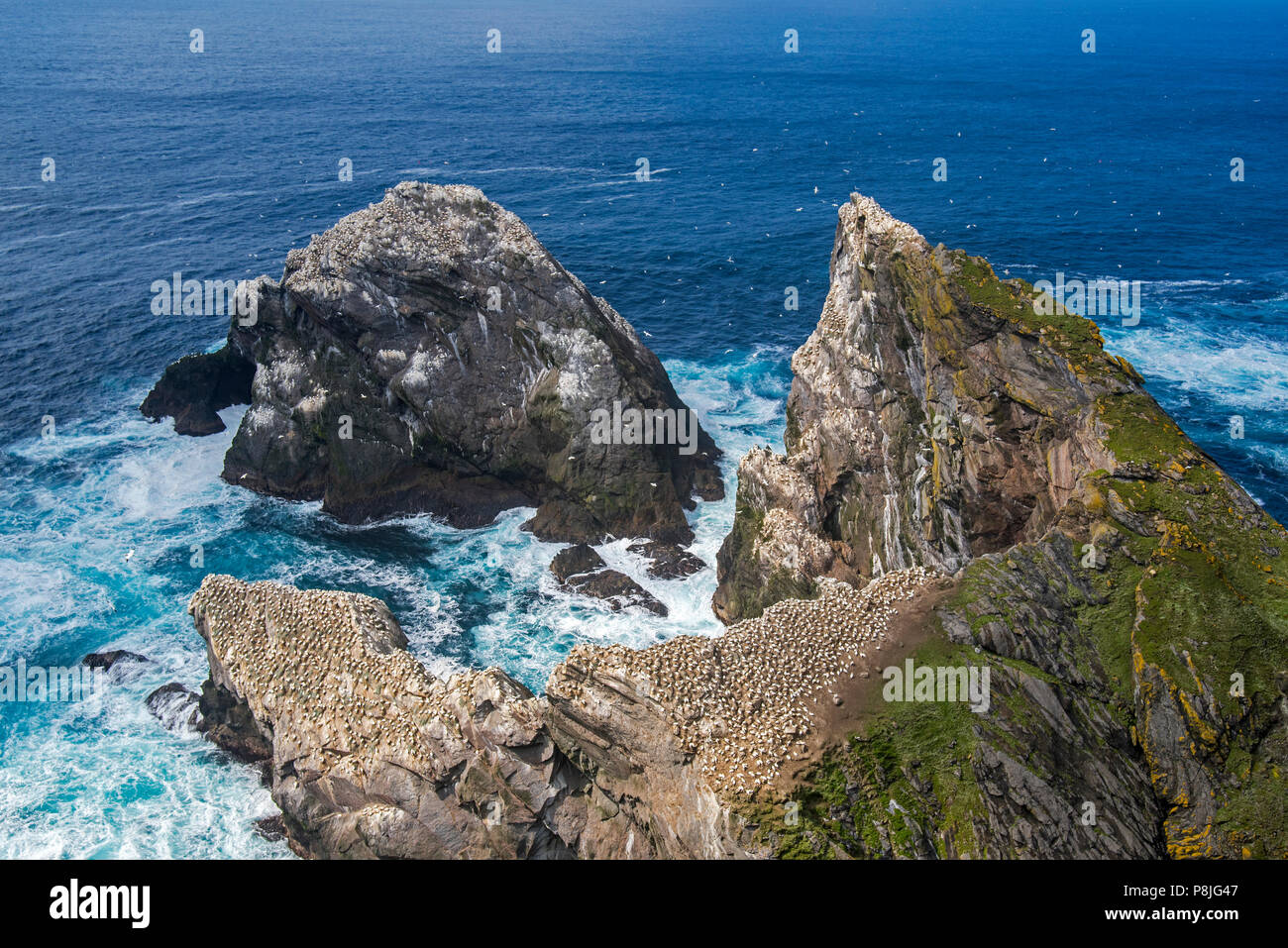 Northern gannet (Morus bassanus) allevamento colonia su stack del mare nel Hermaness Riserva Naturale Nazionale, Unst, isole Shetland, Scotland, Regno Unito Foto Stock