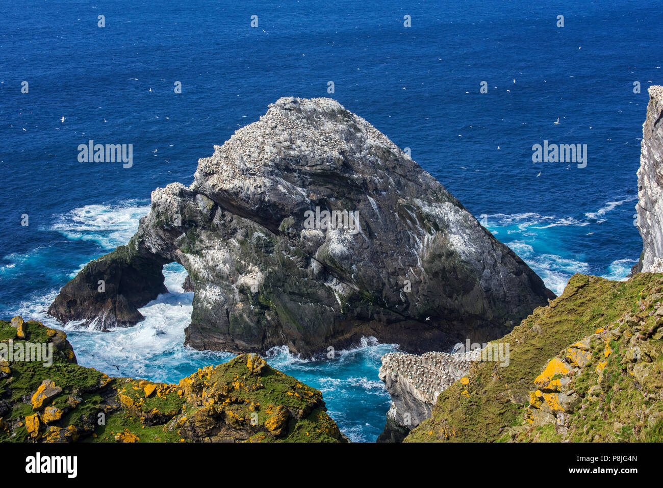 Northern gannet (Morus bassanus) allevamento colonia su stack del mare nel Hermaness Riserva Naturale Nazionale, Unst, isole Shetland, Scotland, Regno Unito Foto Stock