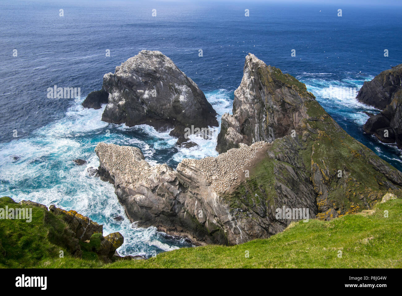 Northern gannet (Morus bassanus) allevamento colonia su stack del mare nel Hermaness Riserva Naturale Nazionale, Unst, isole Shetland, Scotland, Regno Unito Foto Stock