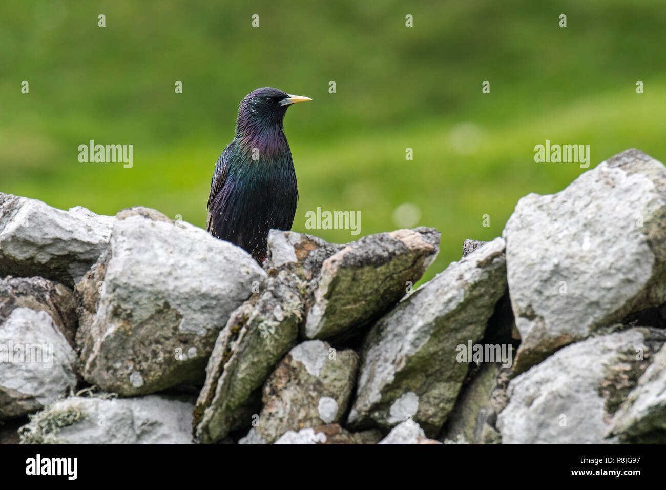 Starling comune / Europea starling (Sturnus vulgaris) appollaiato sulla pietra a secco la parete in cui nidifica in primavera, Scotland, Regno Unito Foto Stock