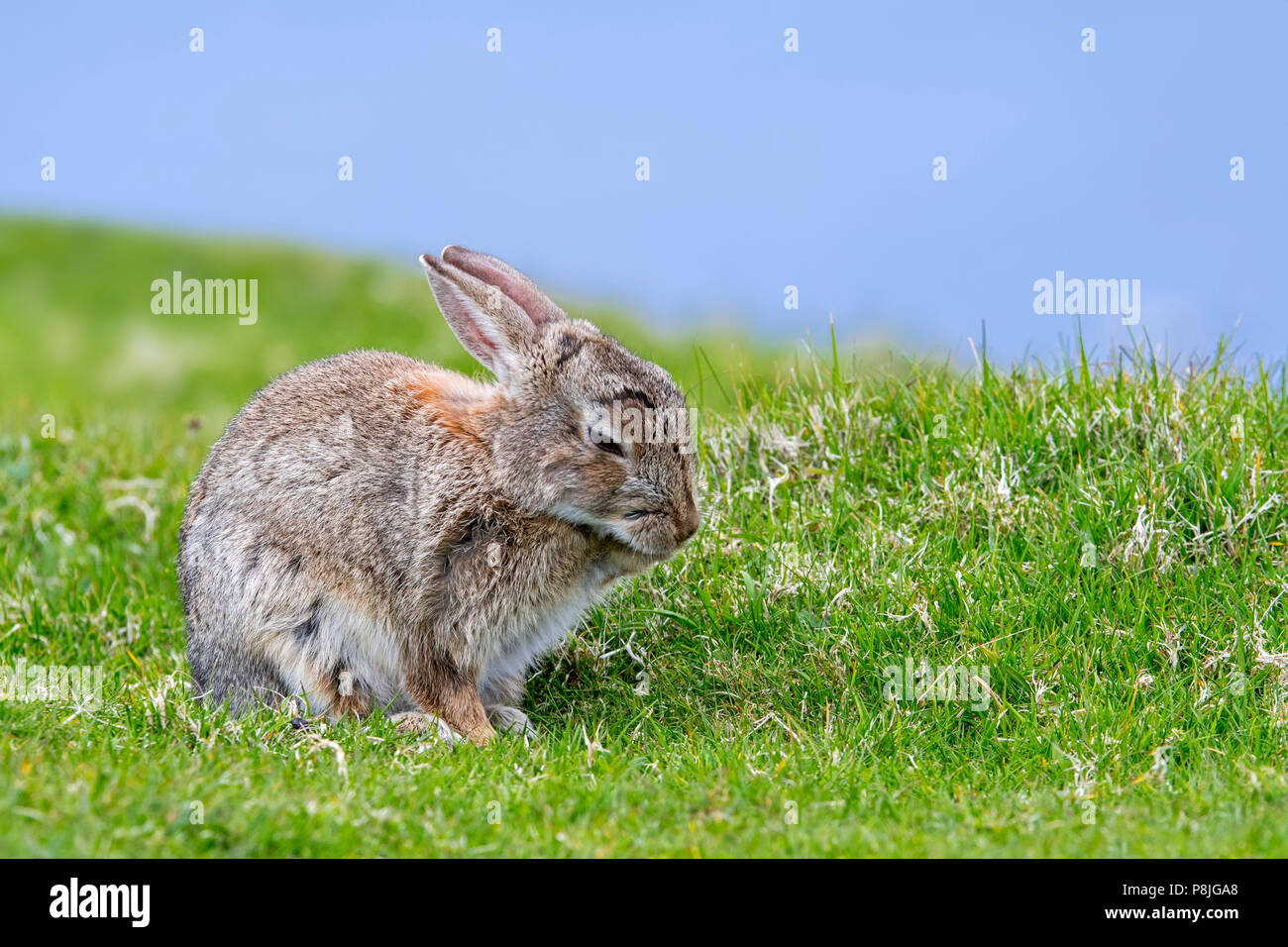 Coniglio europeo (oryctolagus cuniculus) toelettatura pelliccia della zampa anteriore in Prato Foto Stock