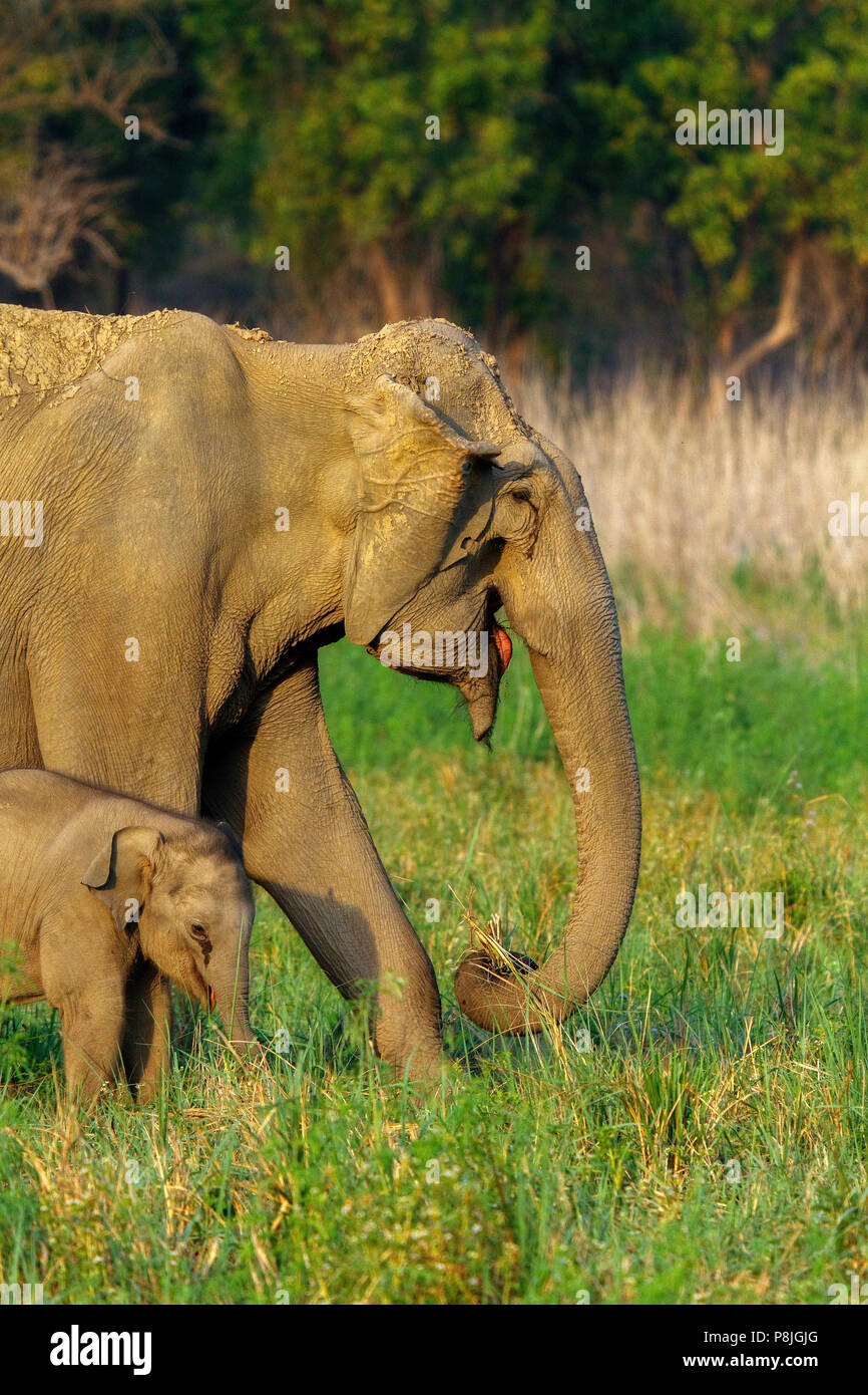 Elefante asiatico o elefante asiatico o Elephas maximus madre e vitello a Jim Corbett National Park in Uttarakhand in India Foto Stock