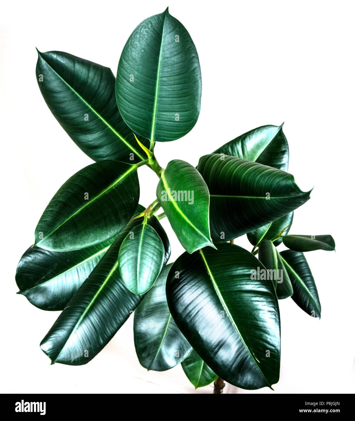 Ficus elastica impianto isolato con sfondo bianco leaf Foto Stock