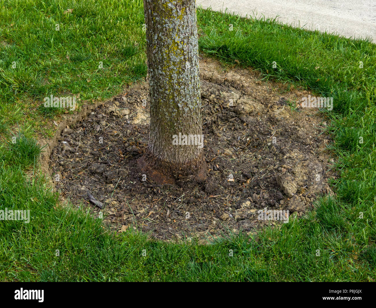 Perfettamente pulito zona priva di erbacce intorno a un tronco di albero dopo trattamento con alghe killer in preparazione per il mulching Foto Stock