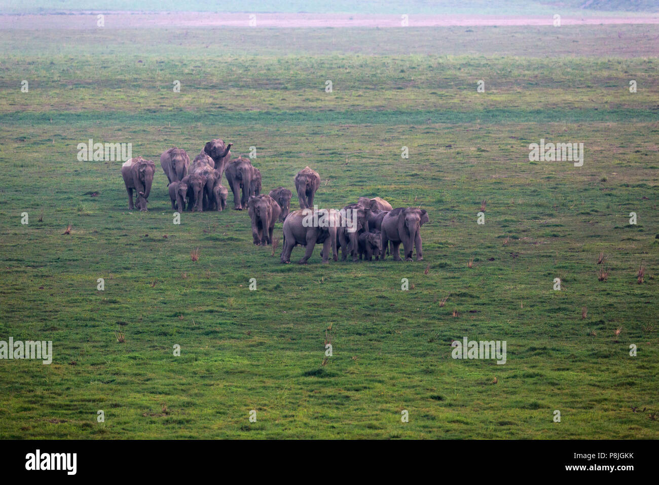 Elefante asiatico o elefante asiatico o Elephas maximus mandria in roaming nella prateria dhikala a Jim Corbett National Park in Uttarakhand in India Foto Stock