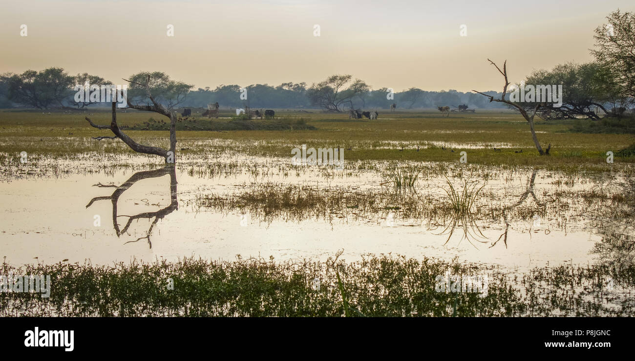 Bharatpur riserva Foto Stock