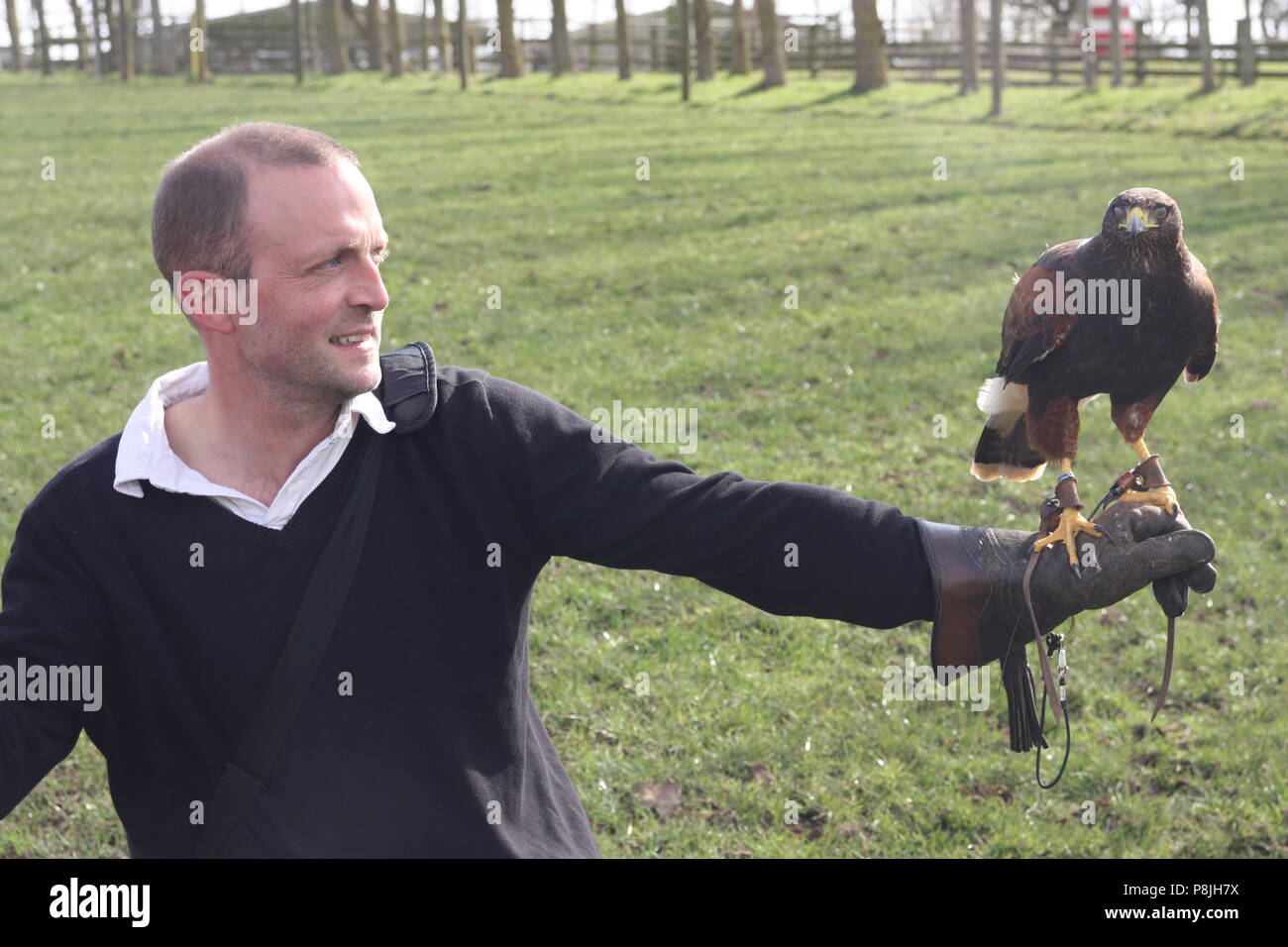 Persone su una falconeria a piedi con un falco di Harris Foto Stock