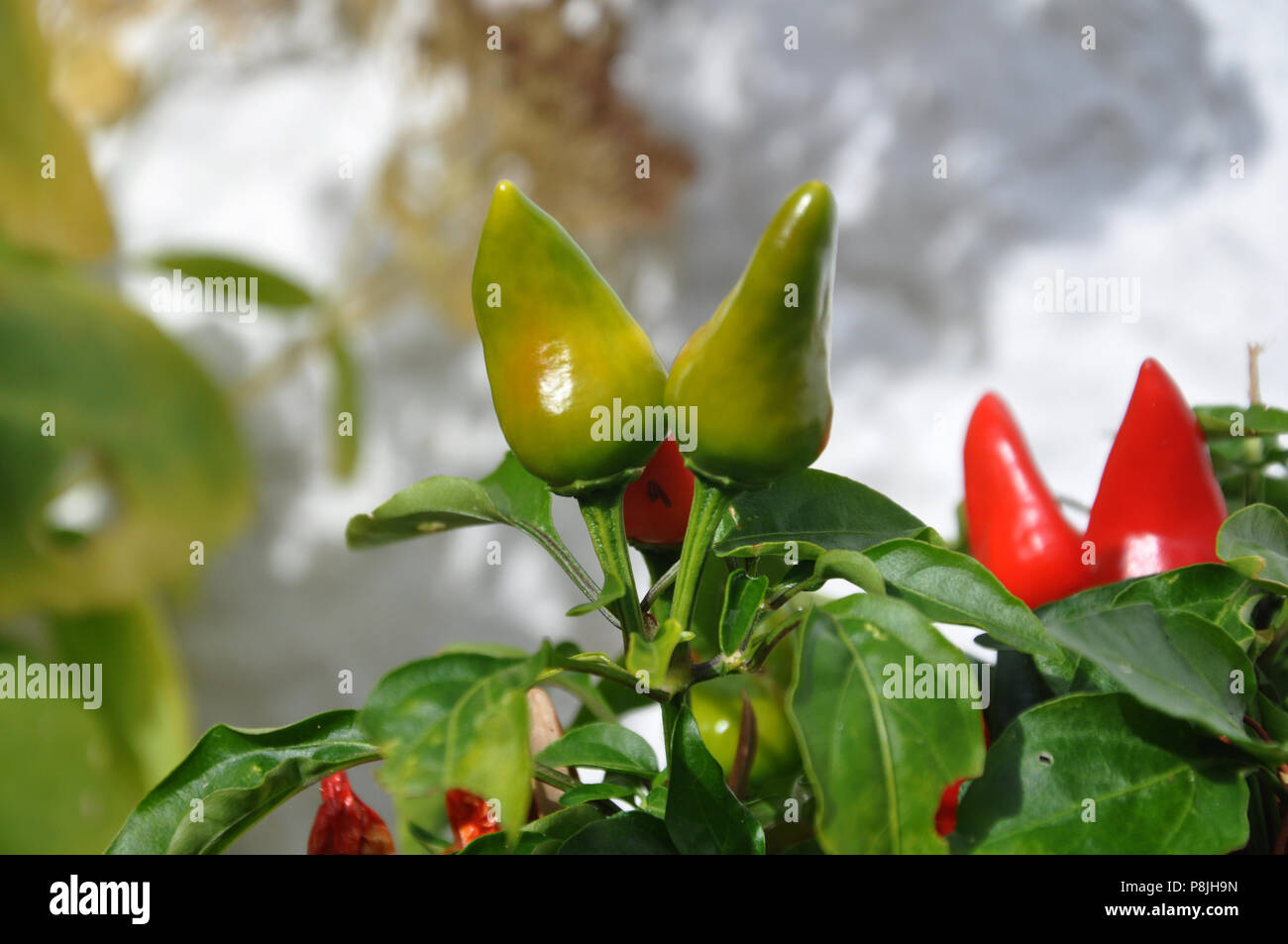 Il rosso e il verde peperoncini piccanti Foto Stock