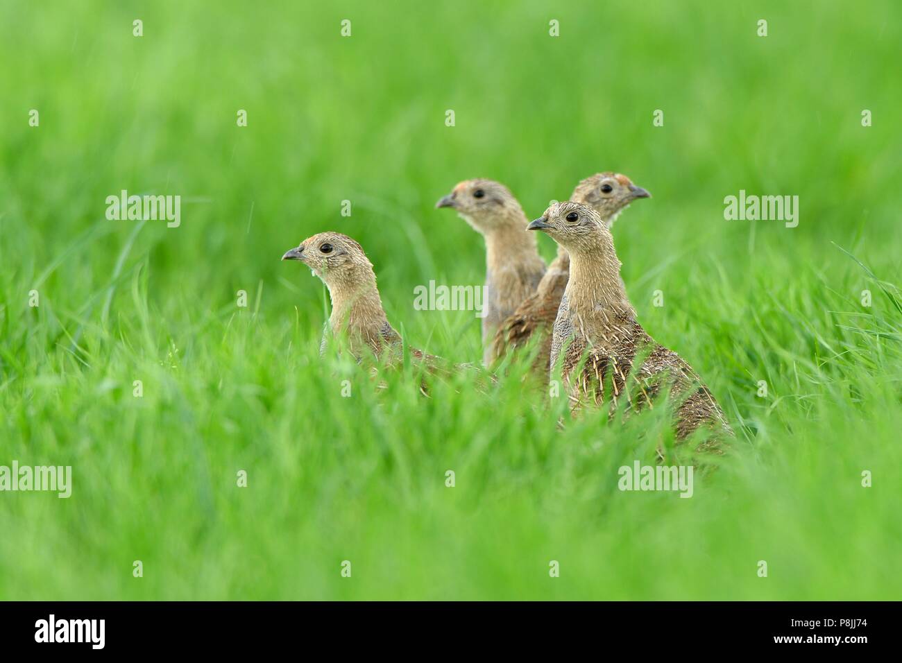 Grigio a 4 capretti Patridges rovistando sul prato Foto Stock