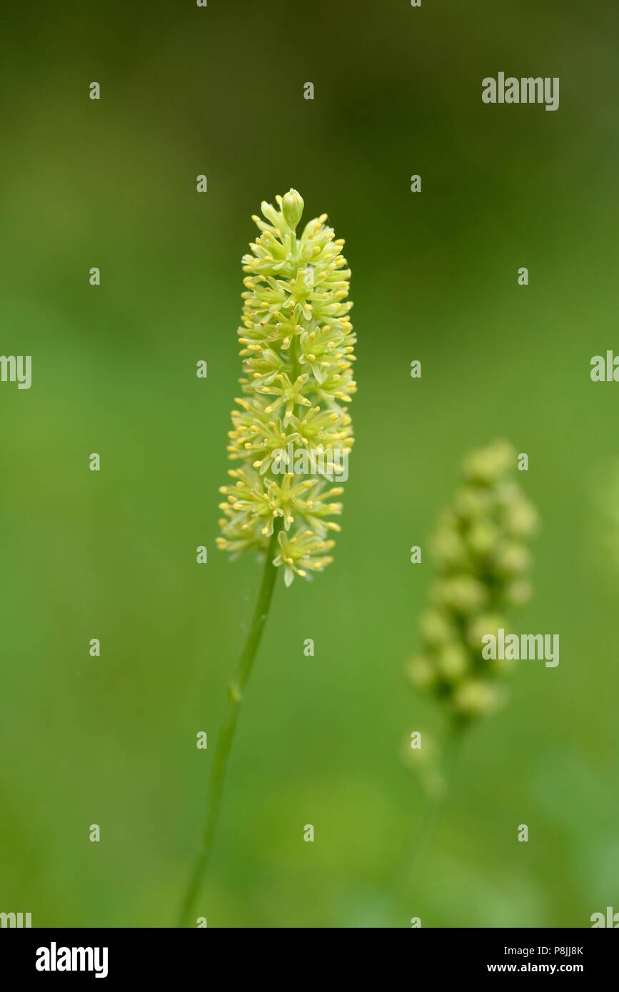 Tofield fioritura di asfodeli Foto Stock