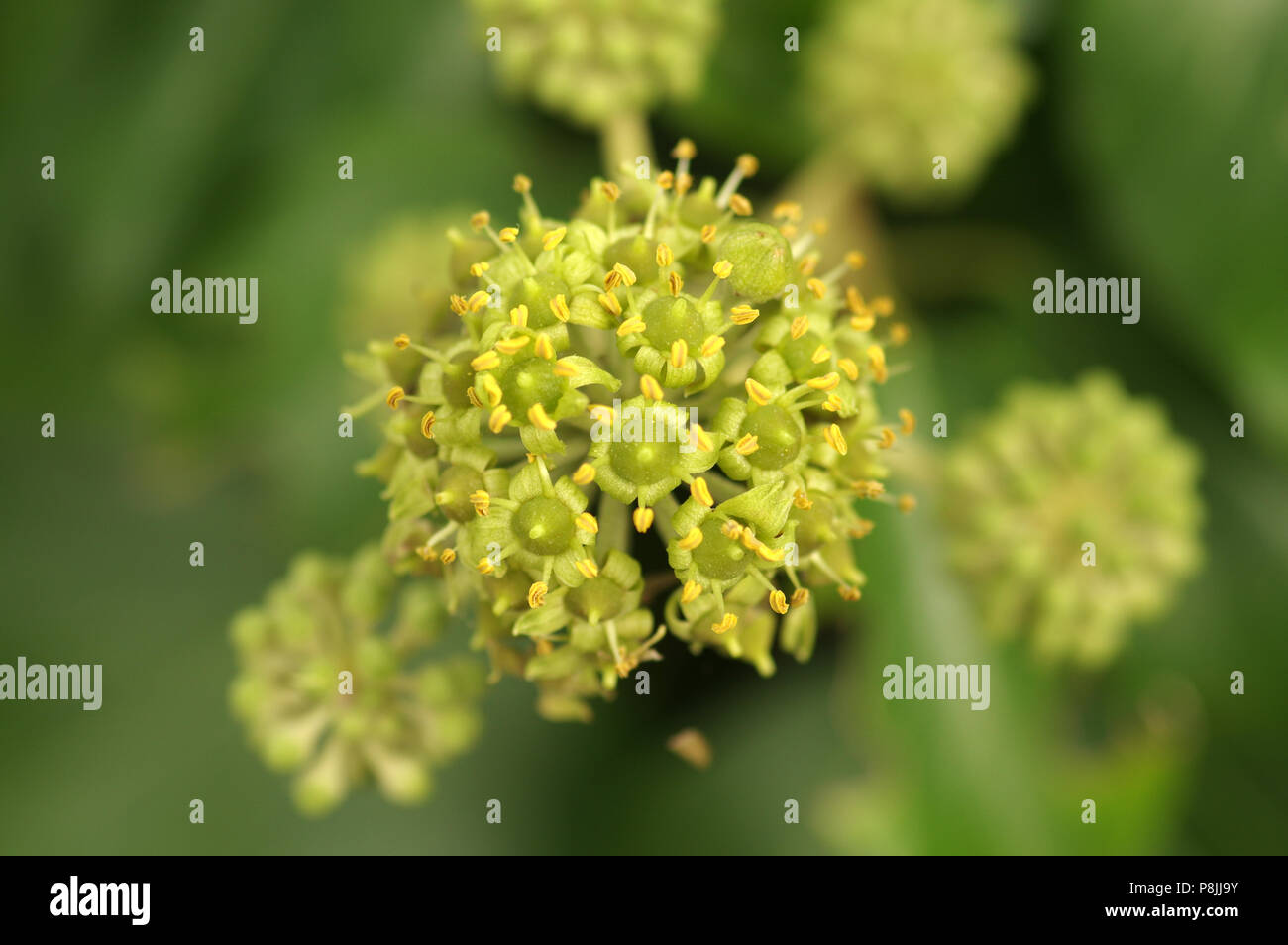 Fioritura di edera comune Foto Stock