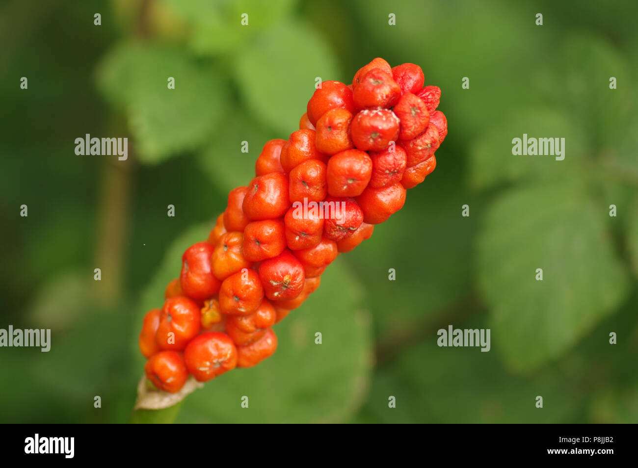 Le bacche arancio dei signori e signore Foto Stock