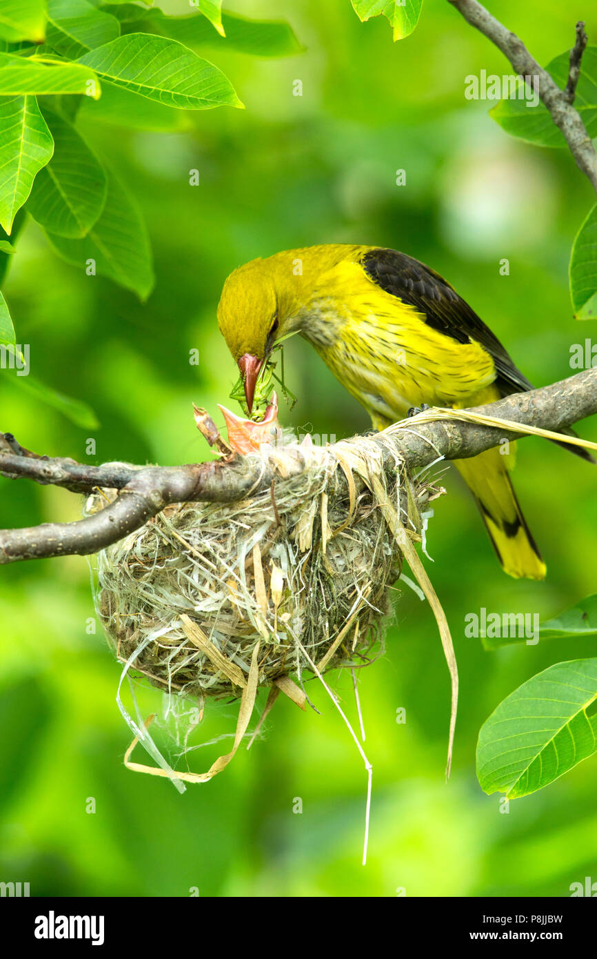 Eurasian femmina Rigogolo alimenta grasshopper al pulcino su nest Foto Stock