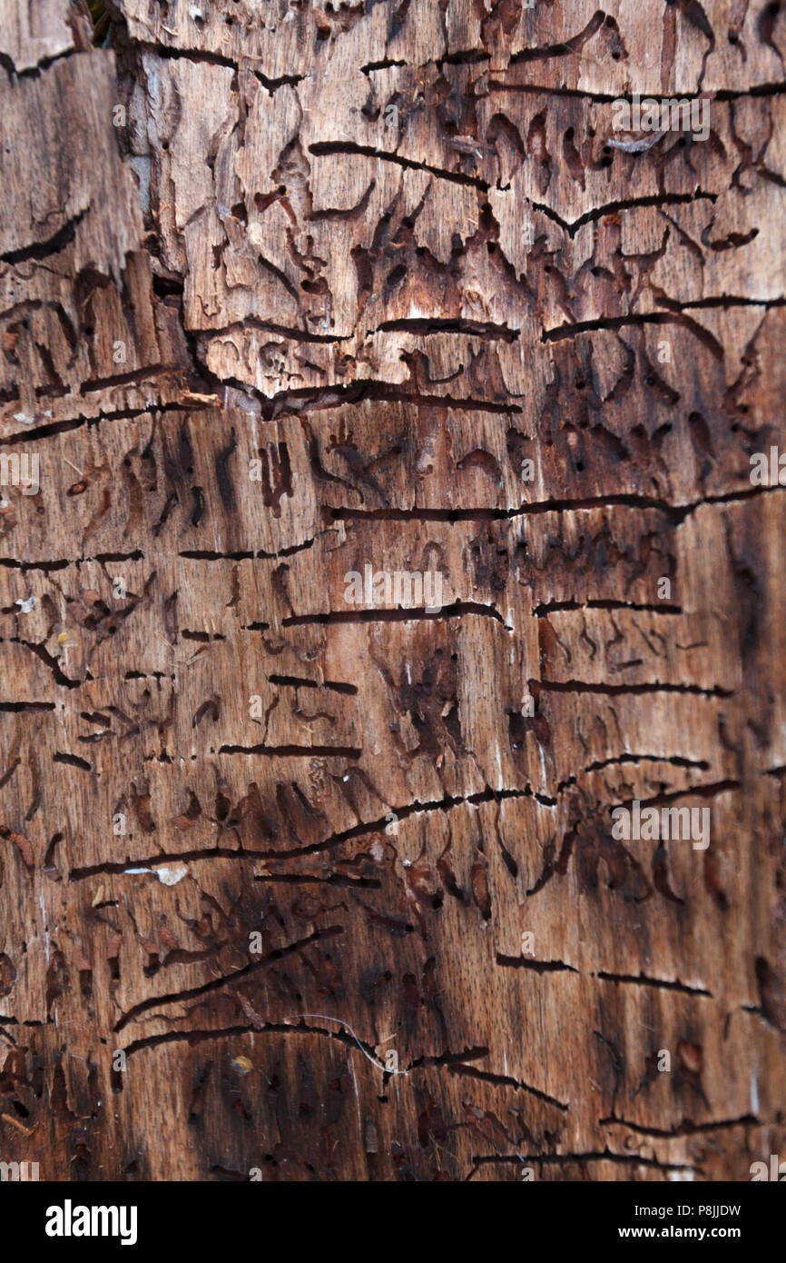 Forme sul lato interno della corteccia di pino Scozzese Foto Stock