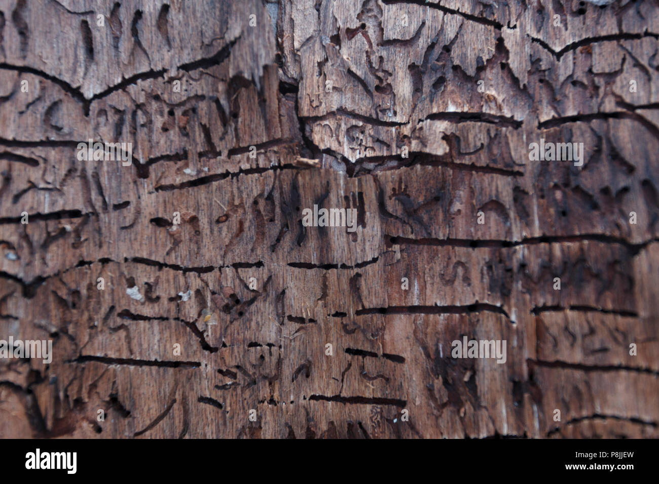 Forme sul lato interno della corteccia di pino Scozzese Foto Stock